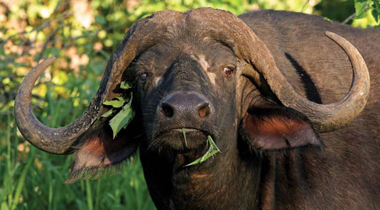 Little Madikwe Hills - Madikwe Game Reserve - Game Drives, Buffalo
