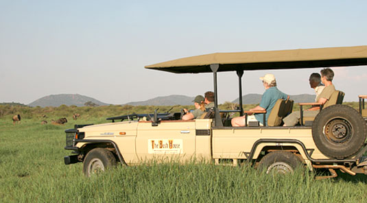 Game Drive Sighting - The Bush House - Madikwe Game Park